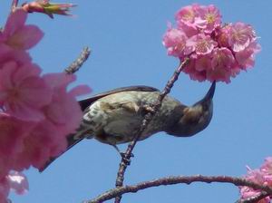 桜とヒヨドリ